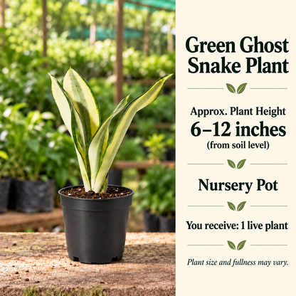 Green Ghost Snake Plant size-guide in nursery setting
