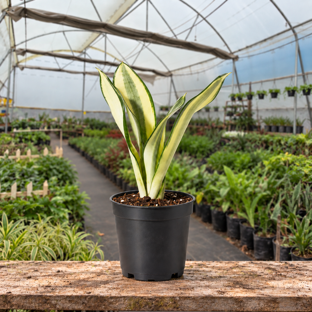 Green Ghost Snake Plant in nursery pot — Indian polyhouse nursery view