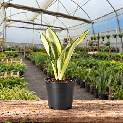 Green Ghost Snake Plant in nursery pot — Indian polyhouse nursery view