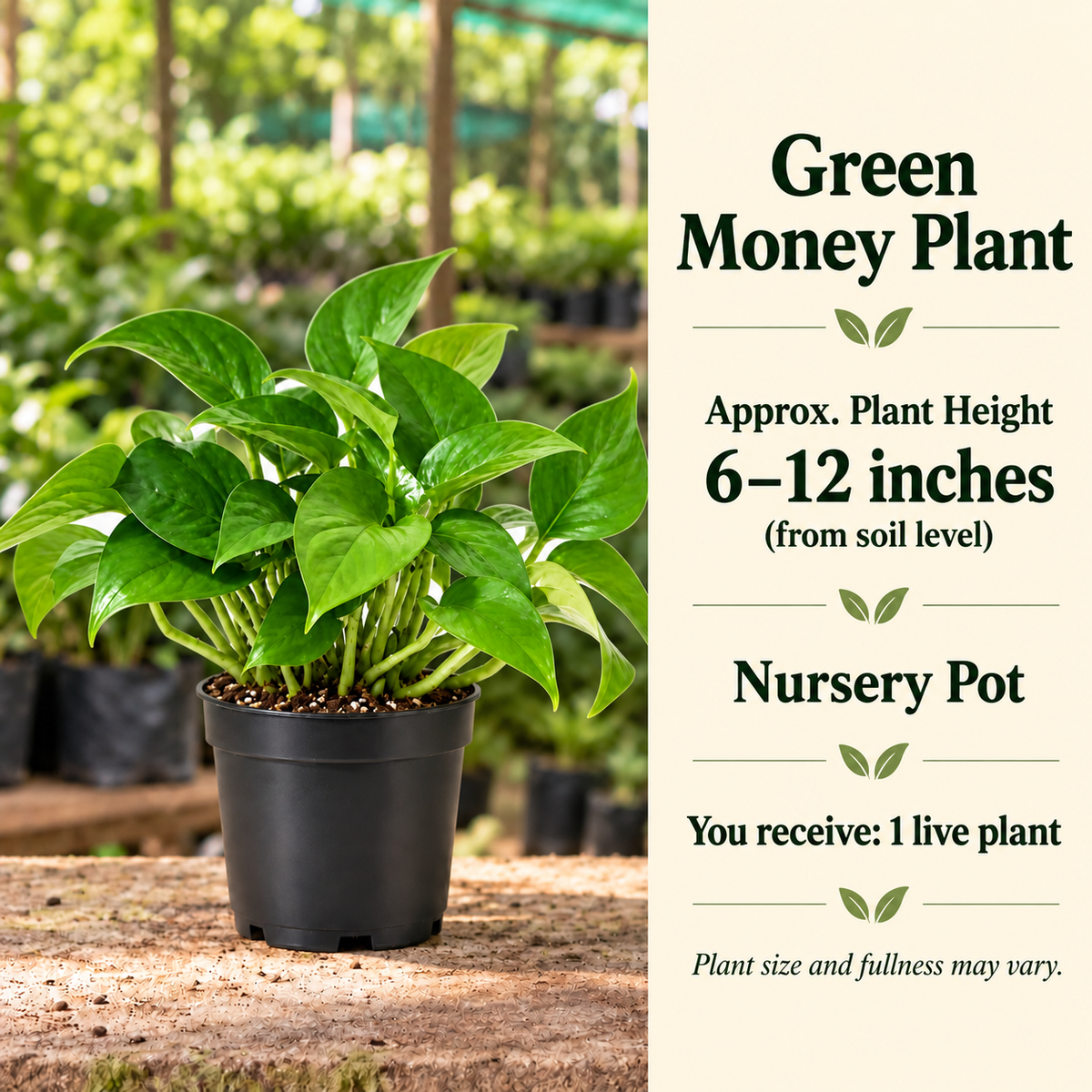 Green Money Plant size guide in nursery setting