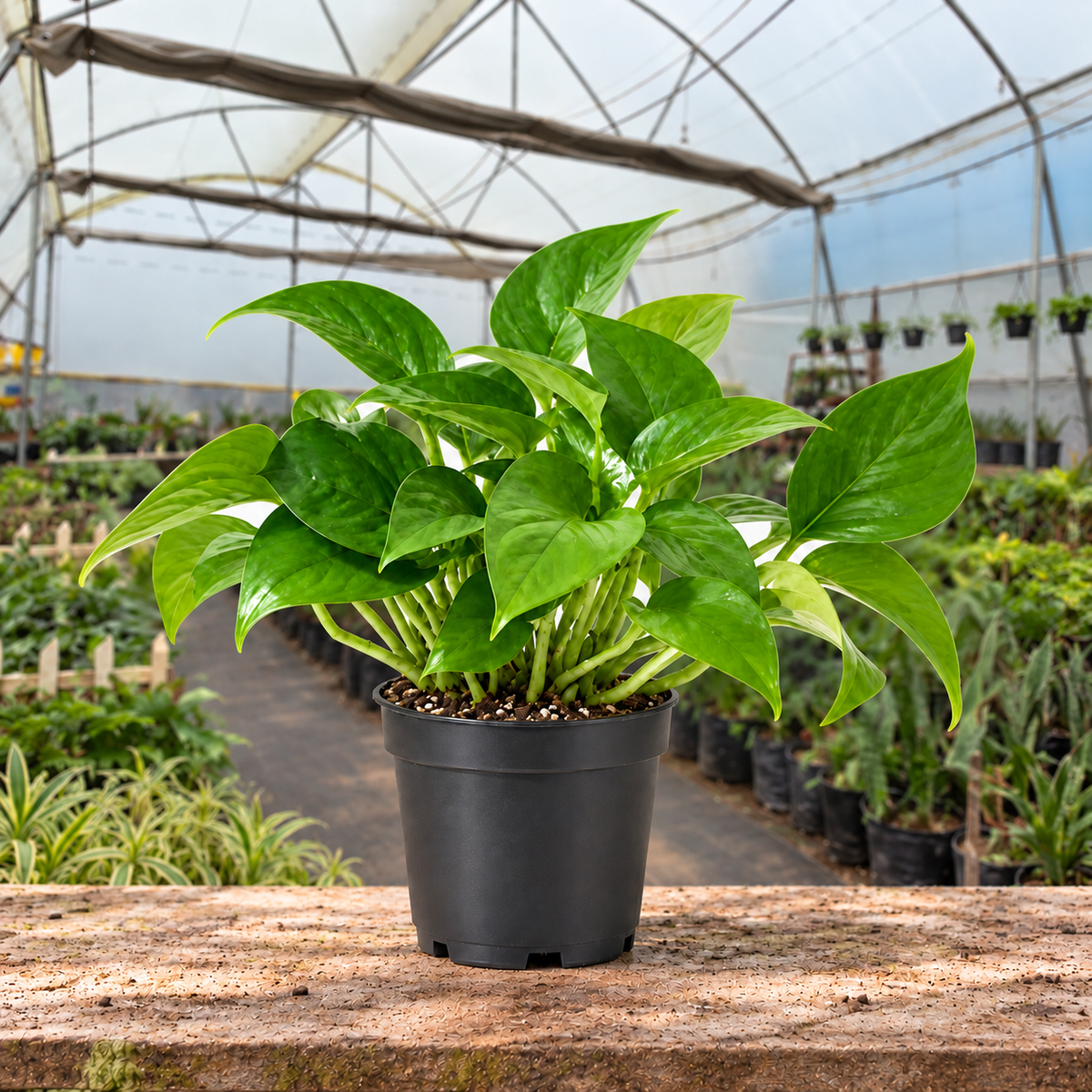 Green Money Plant in nursery pot — Indian polyhouse nursery view