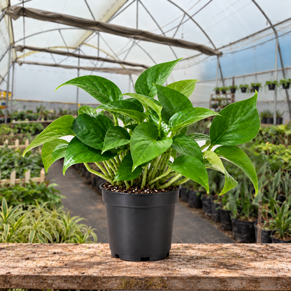 Green Money Plant in nursery pot — Indian polyhouse nursery view