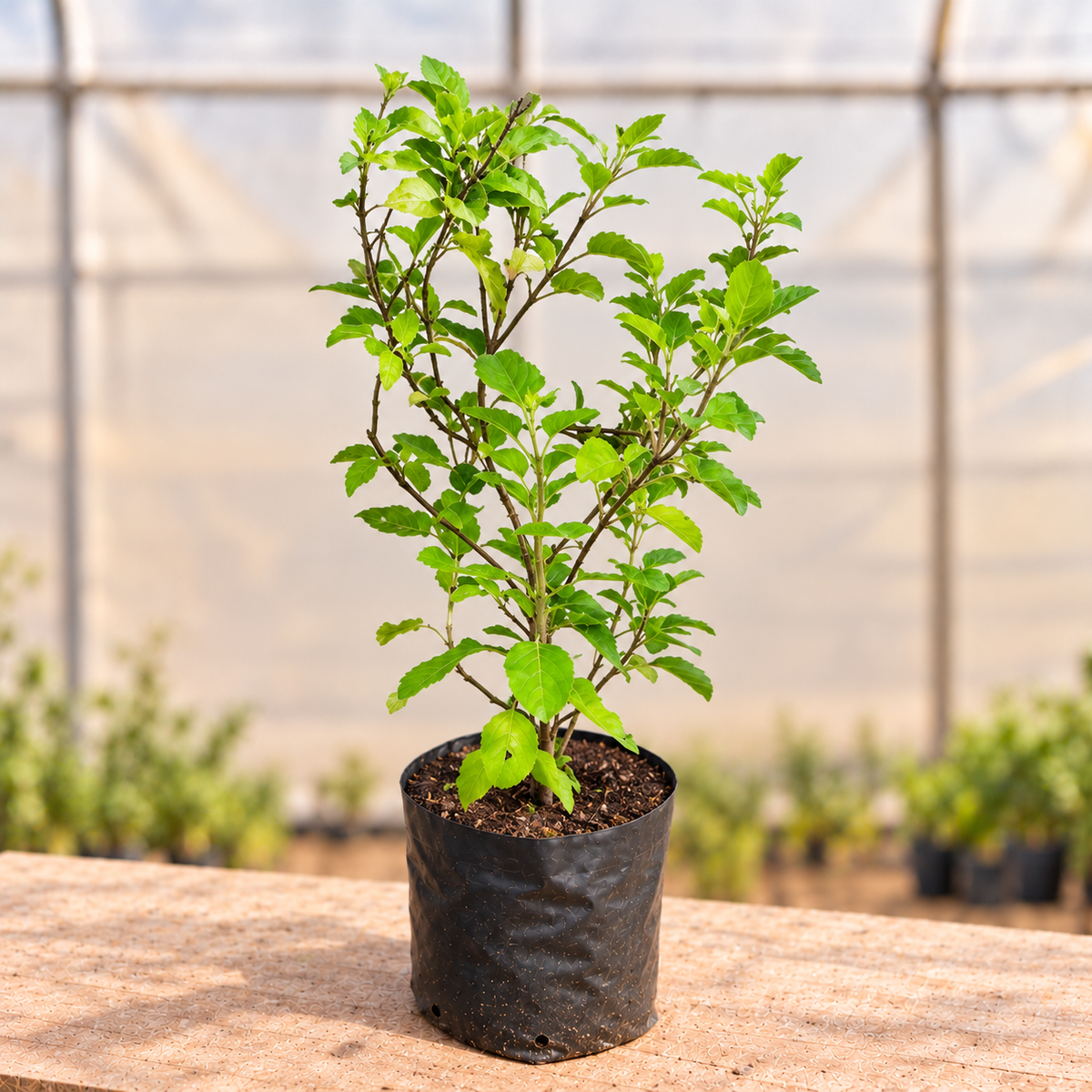Green Tulsi Plant in black nursery grow bag, alternate view