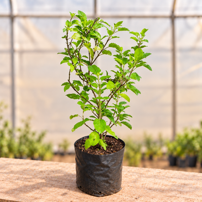 Green Tulsi Plant in black nursery grow bag, alternate view