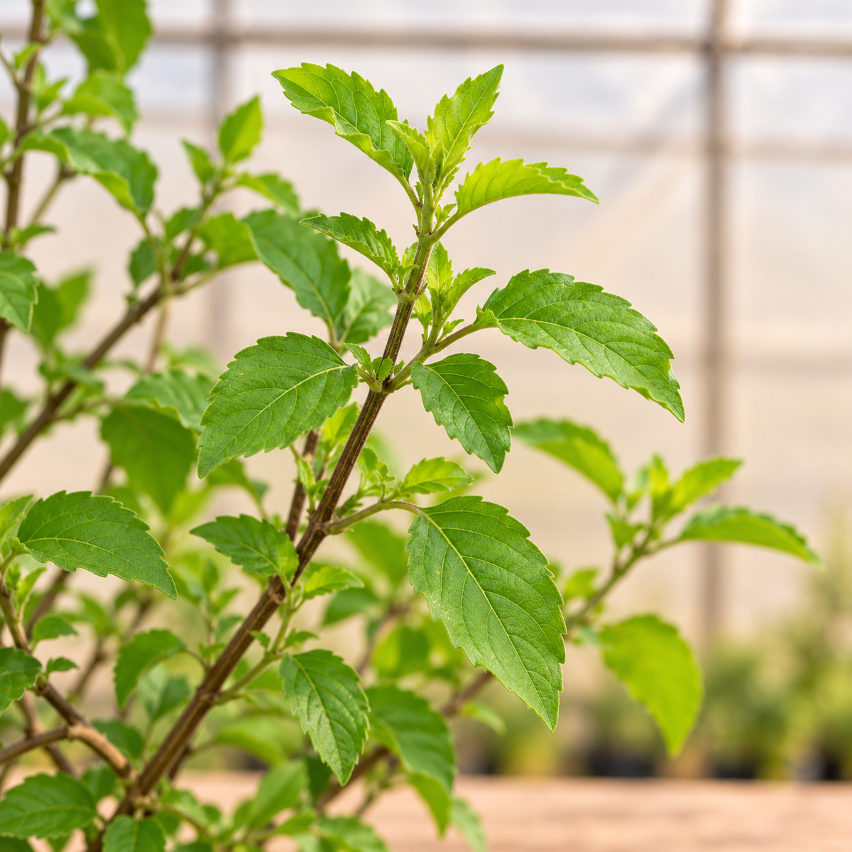 Green Tulsi Plant green leaves and stems close-up