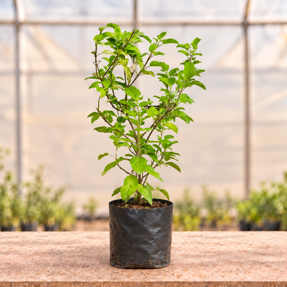 Green Tulsi Plant in black nursery grow bag, main view