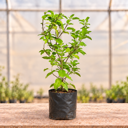 Green Tulsi Plant in black nursery grow bag, main view
