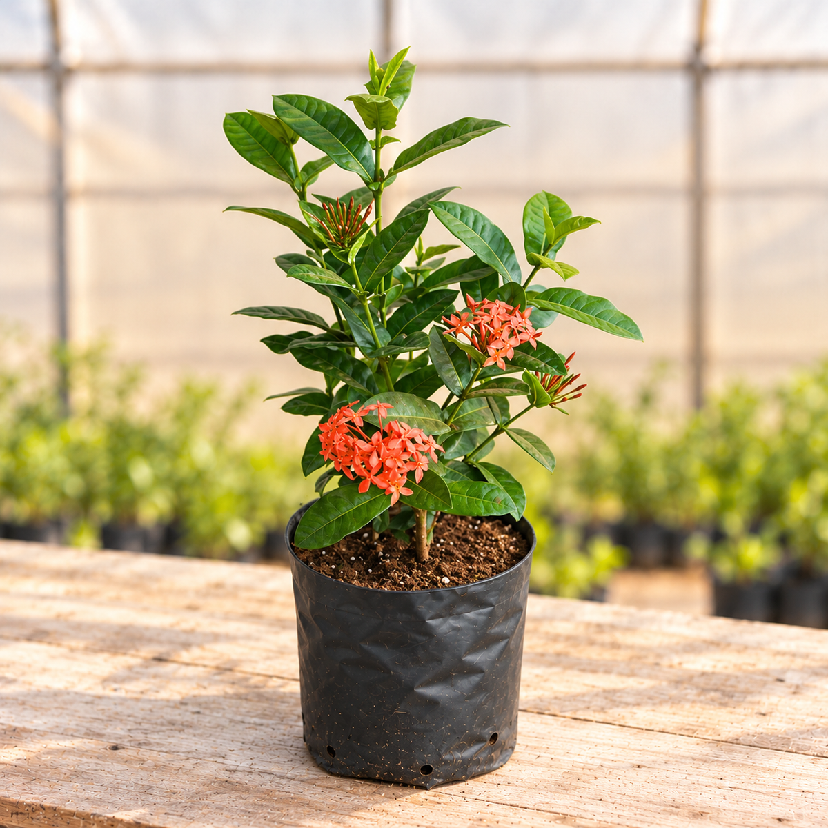 Ixora Dwarf Red Plant in black nursery grow bag, alternate view