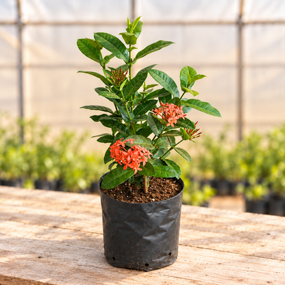 Ixora Dwarf Red Plant in black nursery grow bag, alternate view