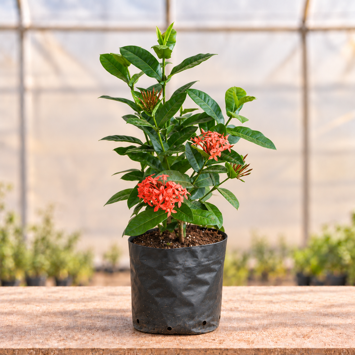 Ixora Dwarf Red Plant in black nursery grow bag, main view