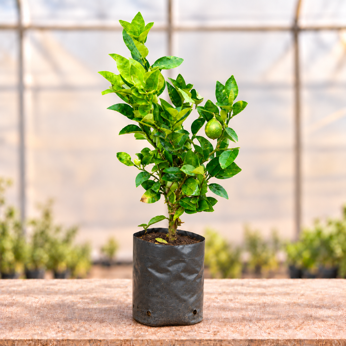 Lemon plant alternate view; fruiting stage may vary