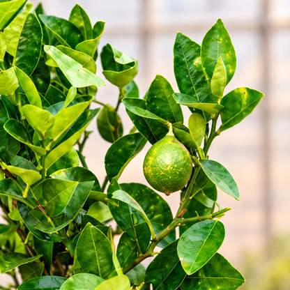 Lemon plant foliage view; fruiting stage may vary