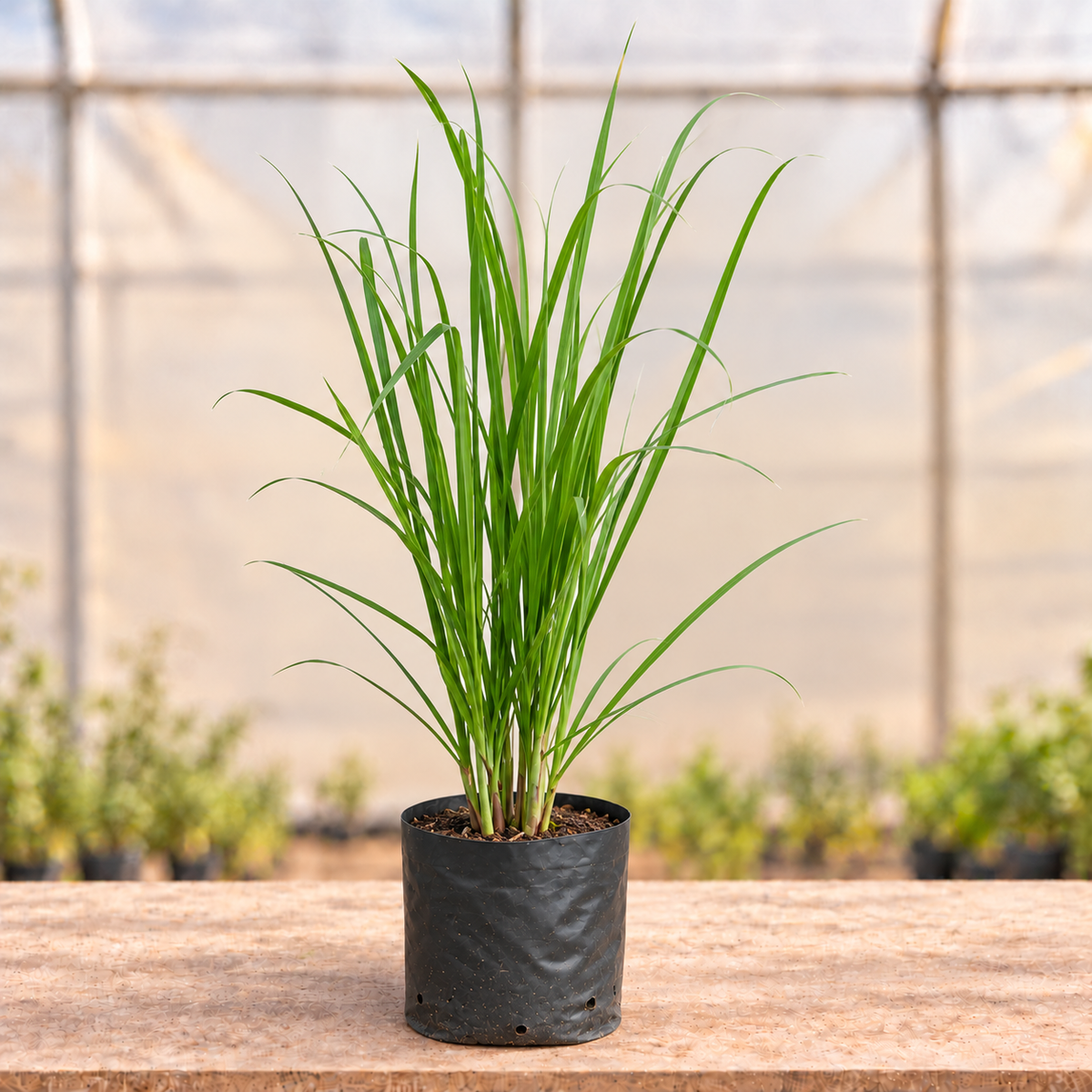 Lemongrass Plant in black nursery grow bag, alternate view