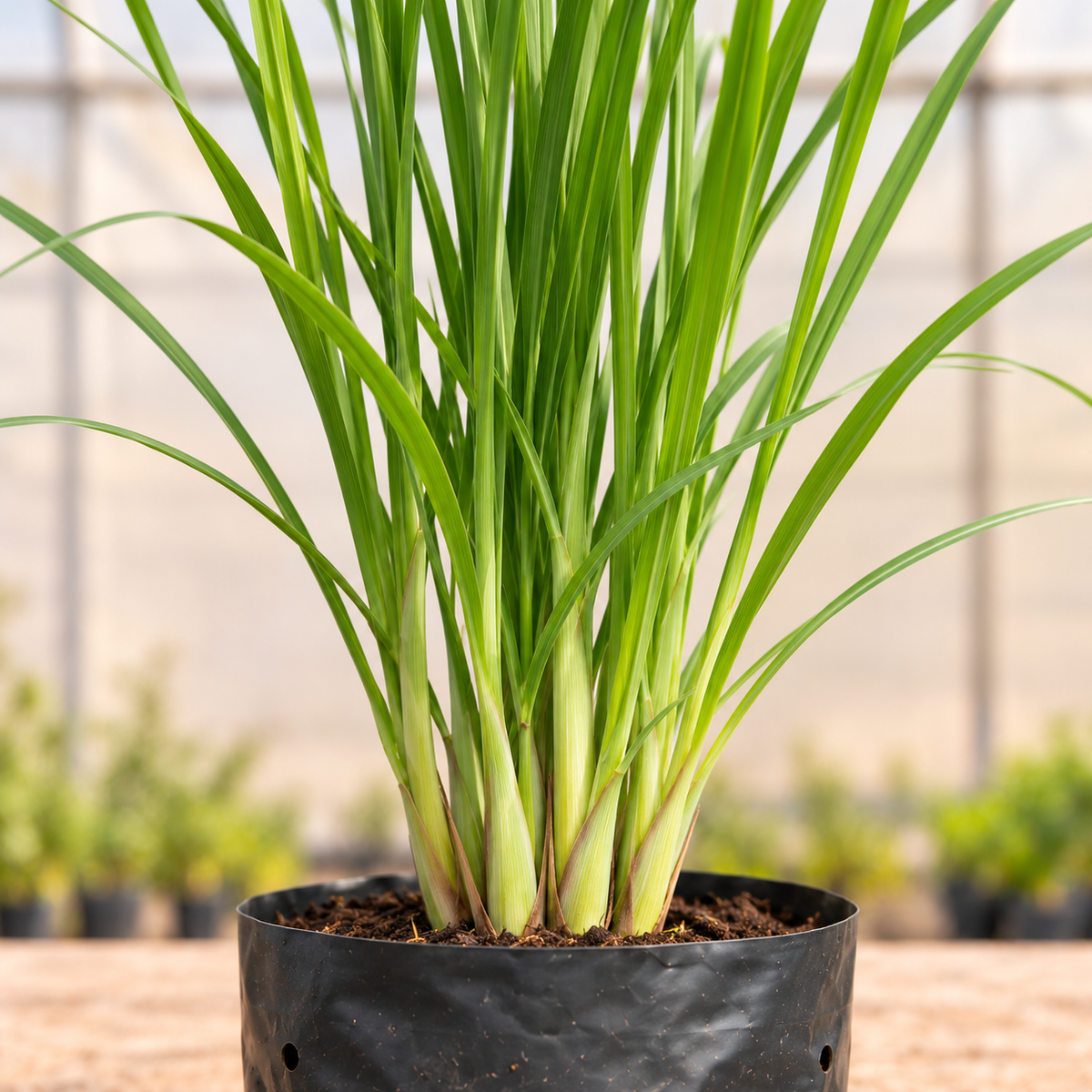Lemongrass Plant leaves and clustered basal sheaths close-up