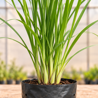 Lemongrass Plant leaves and clustered basal sheaths close-up
