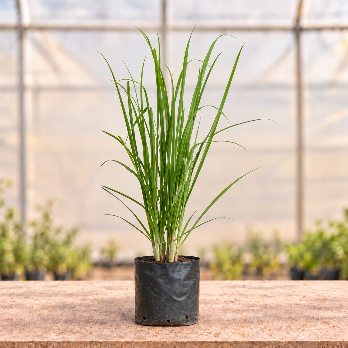 Lemongrass Plant in black nursery grow bag, main view