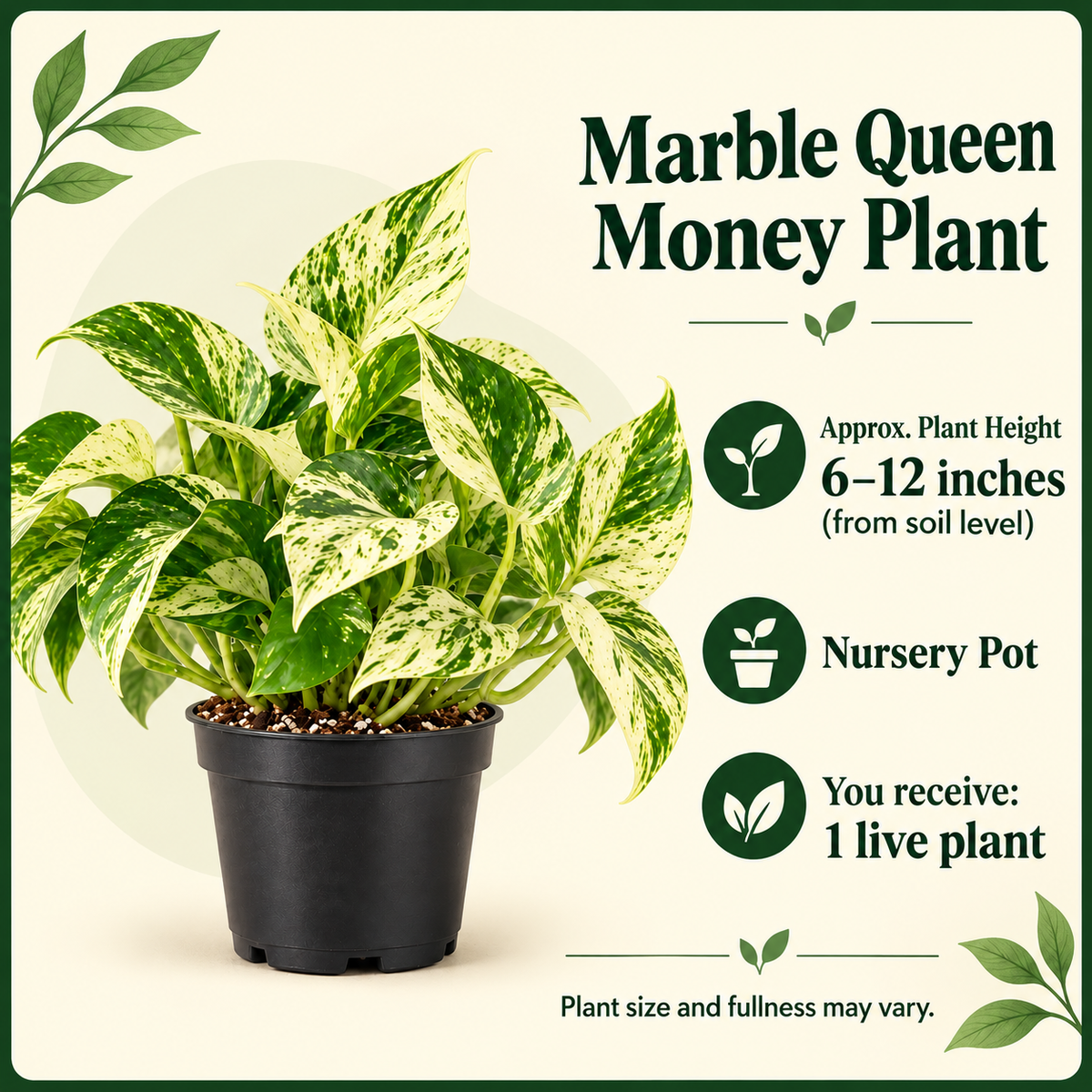 Marble Queen Money Plant size-guide in nursery setting