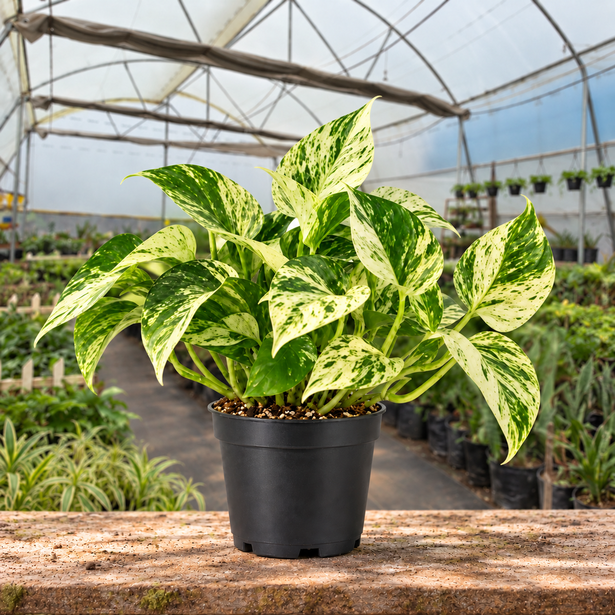 Marble Queen Money Plant in nursery pot — Indian polyhouse nursery view