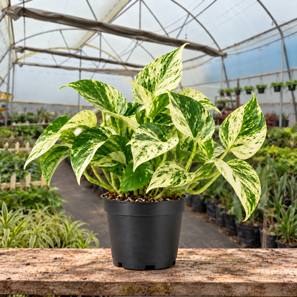 Marble Queen Money Plant in nursery pot — Indian polyhouse nursery view