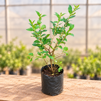 Mehndi Henna Plant in black nursery grow bag, alternate view