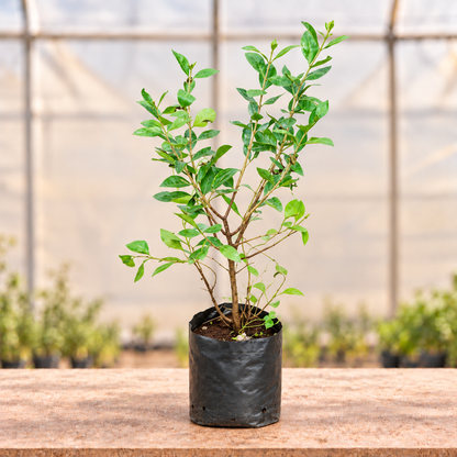Mehndi Henna Plant in black nursery grow bag, main view