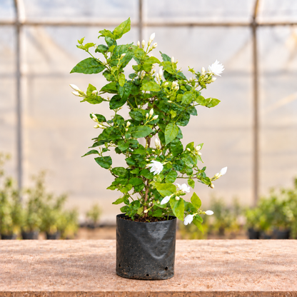 Mogra plant alternate view in nursery bag with light polyhouse background