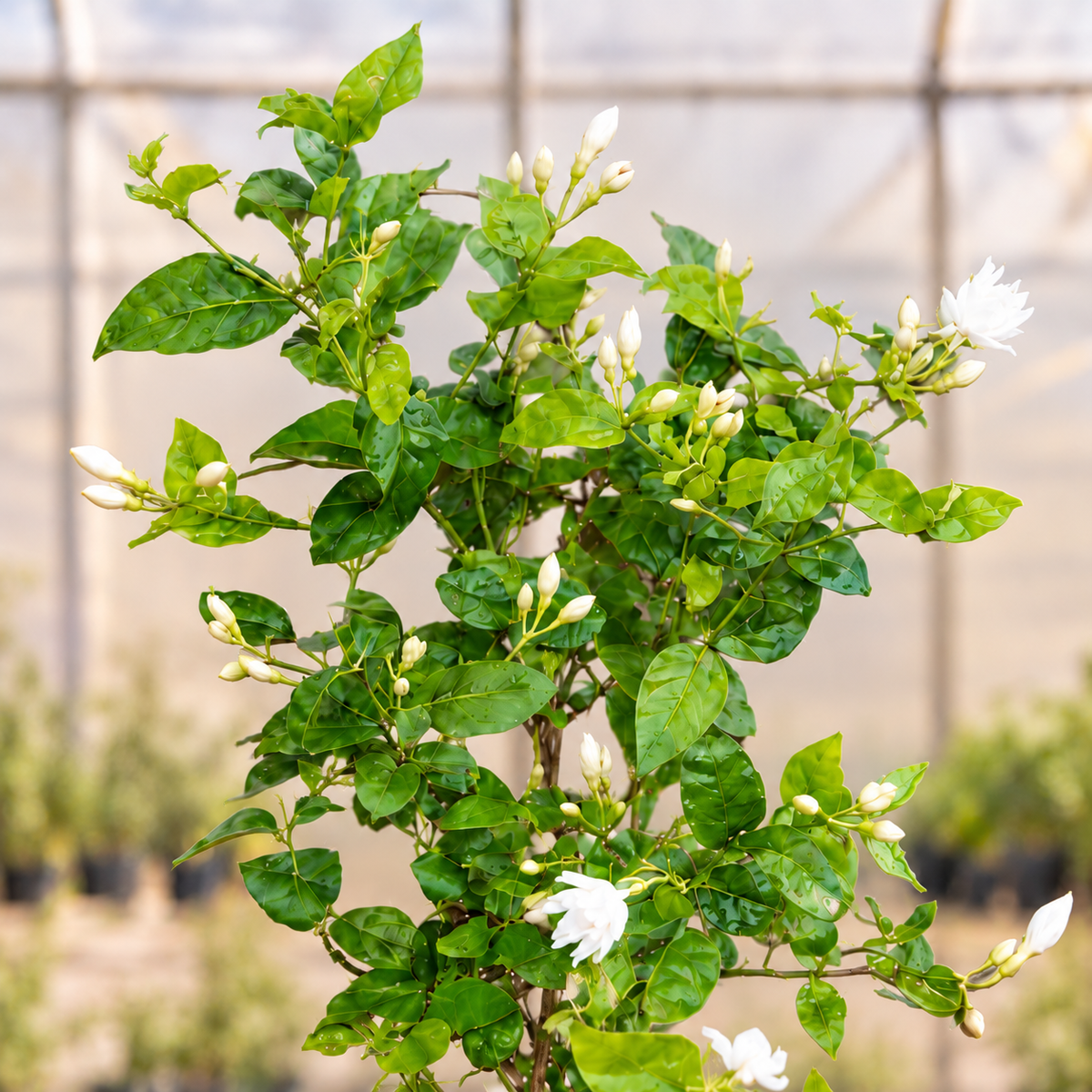 Mogra plant foliage view in nursery bag with light polyhouse background