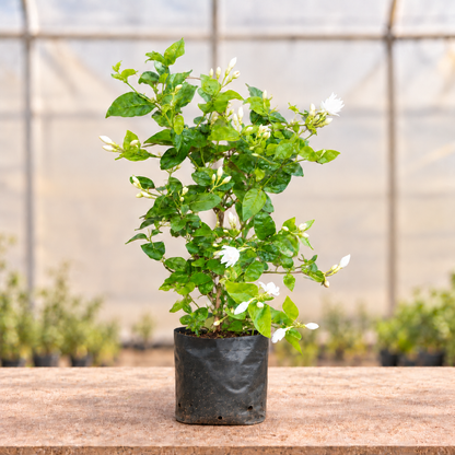 Mogra plant main view in nursery bag with light polyhouse background