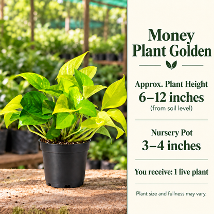 Money Plant Golden approximate height 6–12 inches and nursery pot 3–4 inches