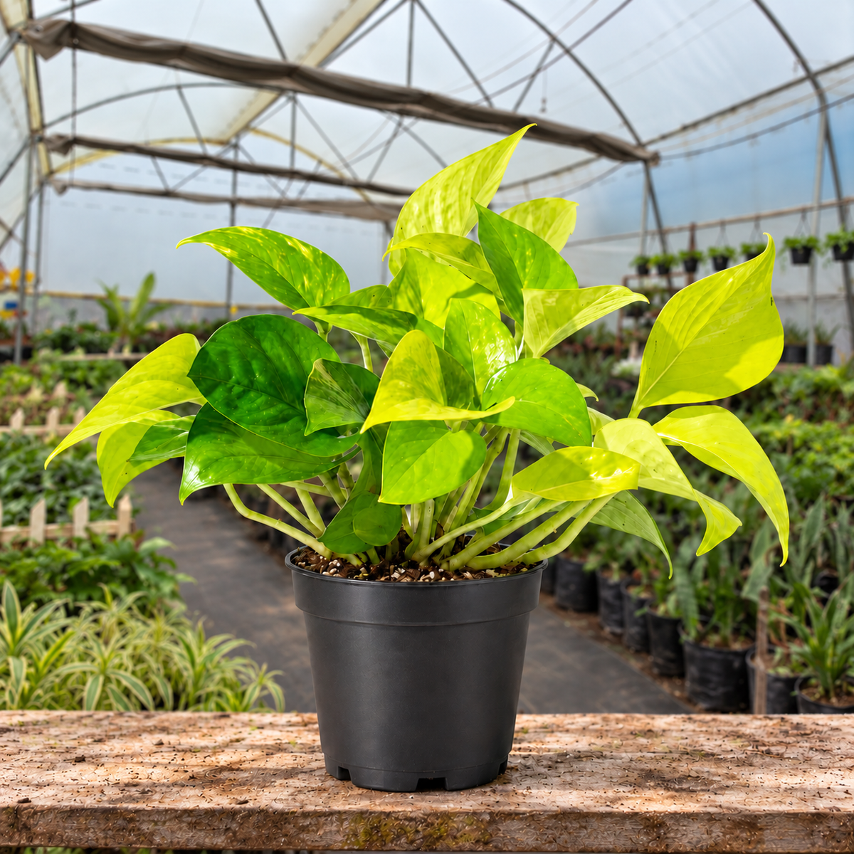 Money Plant Golden in nursery pot, Indian polyhouse foliage view