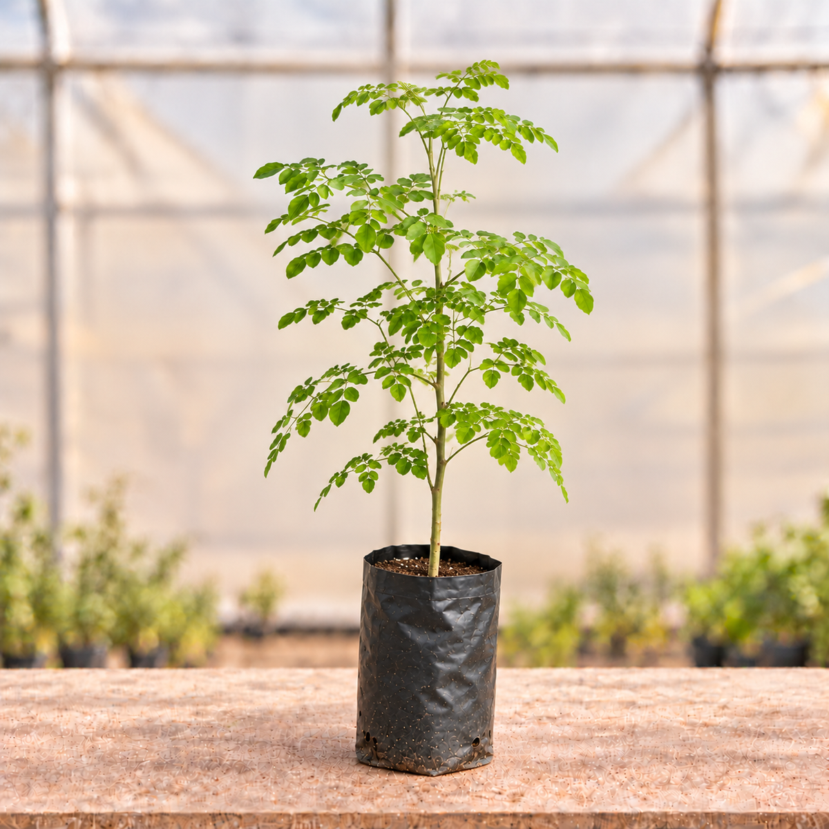 Moringa plant alternate view with light polyhouse background