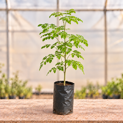 Moringa plant alternate view with light polyhouse background
