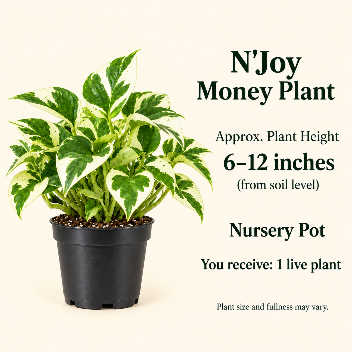 N'Joy Money Plant size-guide in nursery setting