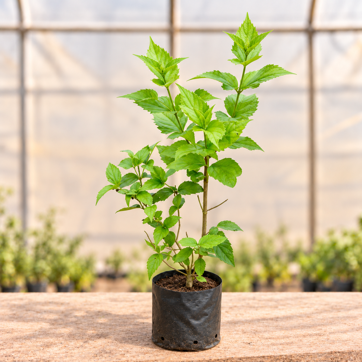 Parijat Harsingar young plant in black nursery grow bag, alternate view