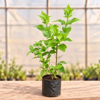 Parijat Harsingar young plant in black nursery grow bag, alternate view
