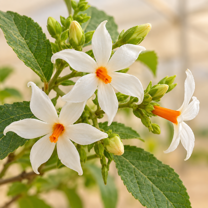 Parijat Harsingar white flowers with orange tubes, illustrative flowering-stage close-up