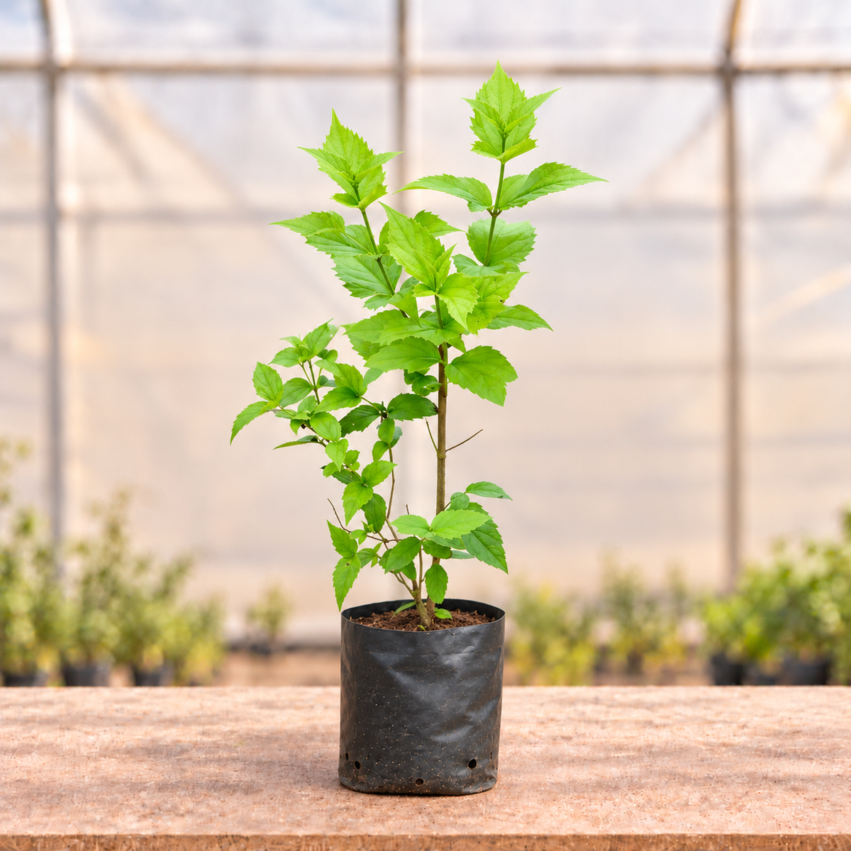 Parijat Harsingar young plant in black nursery grow bag, main view