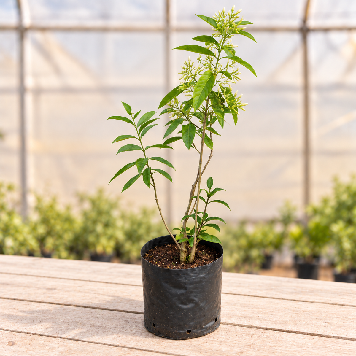 Raat Ki Rani Plant in black nursery grow bag, alternate view