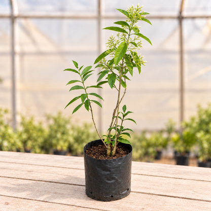 Raat Ki Rani Plant in black nursery grow bag, alternate view
