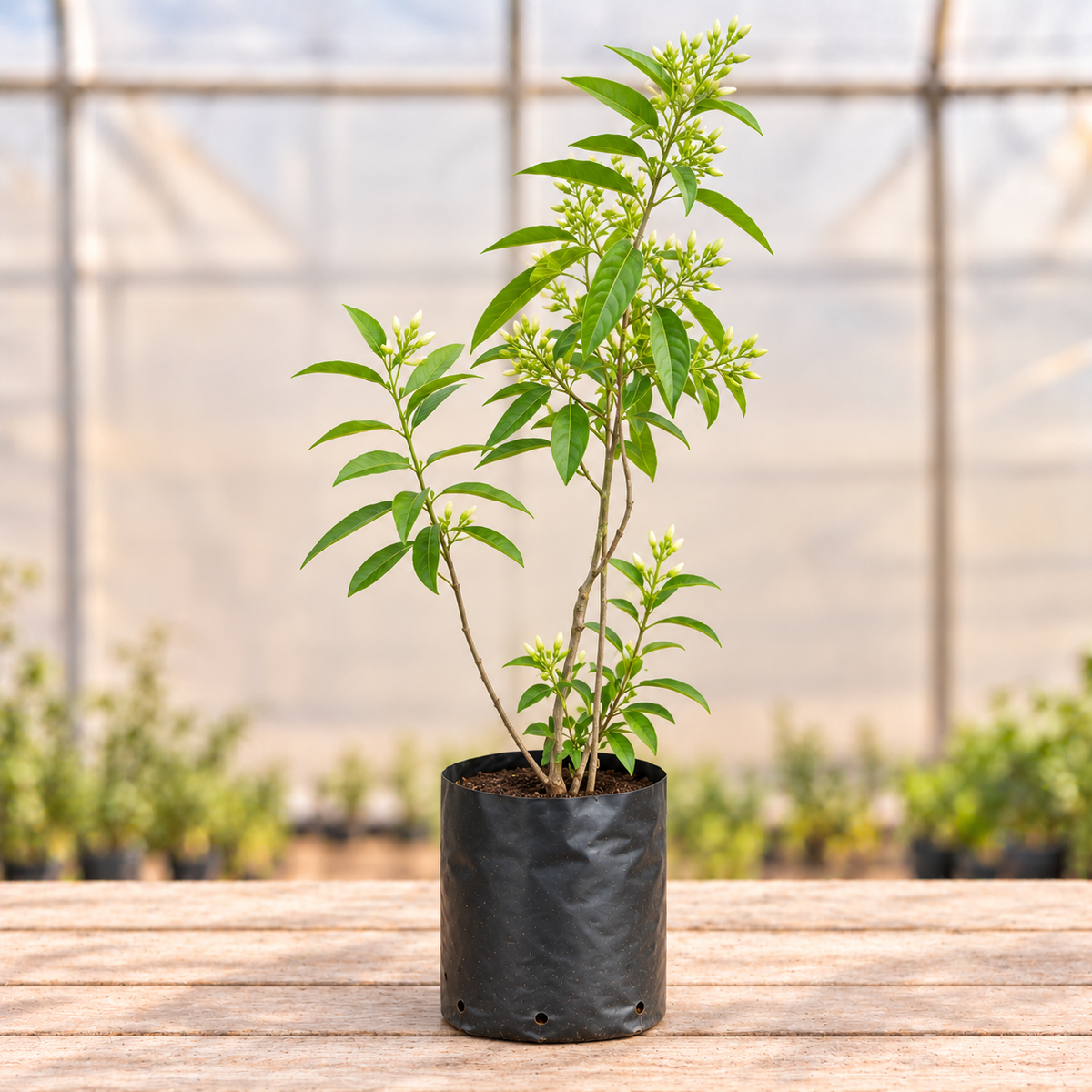Raat Ki Rani Plant in black nursery grow bag, main view