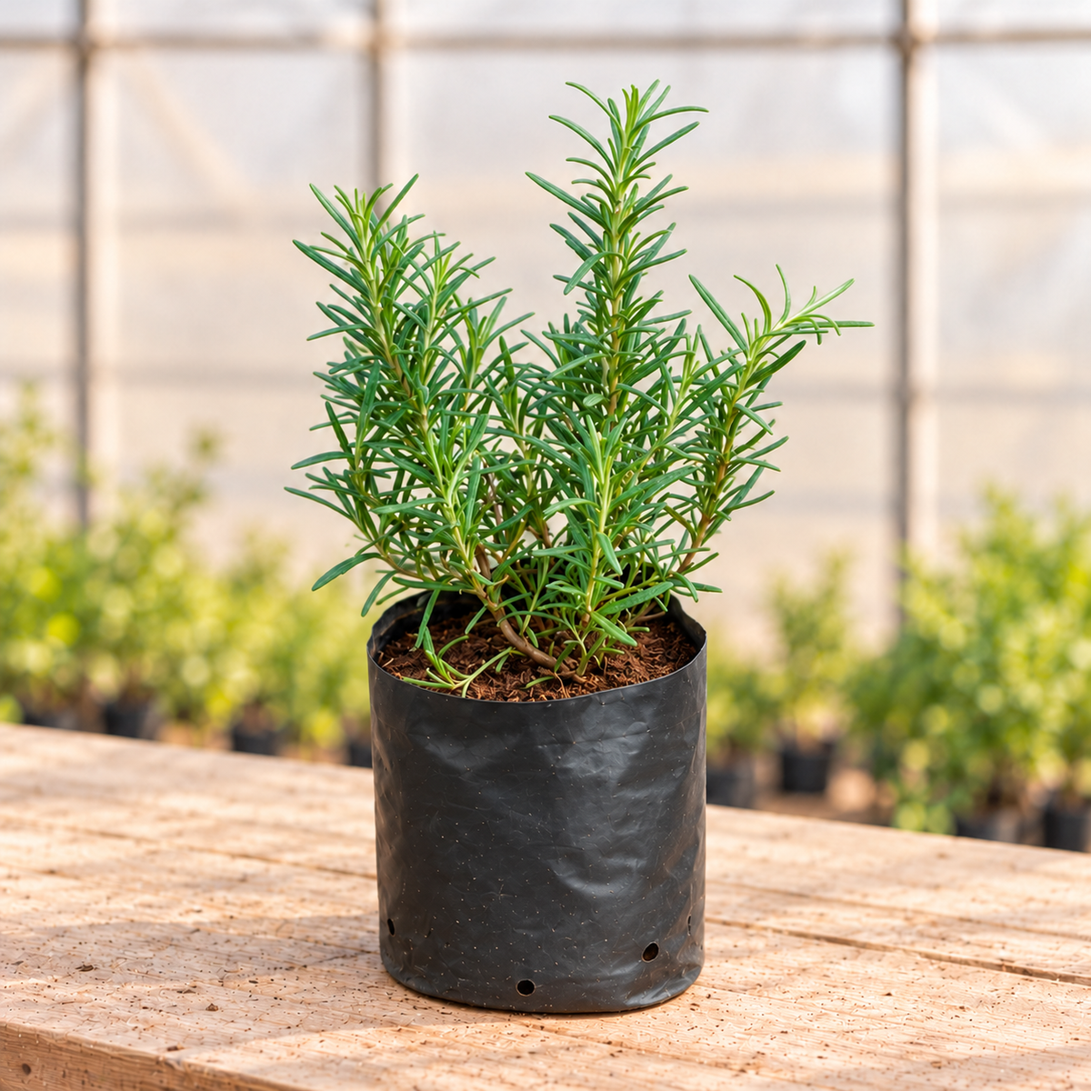 Rosemary Plant in standard black nursery grow bag, alternate view