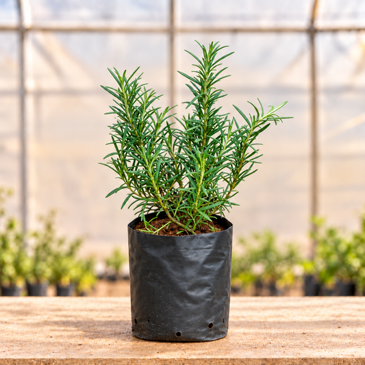 Rosemary Plant in standard black nursery grow bag, main view