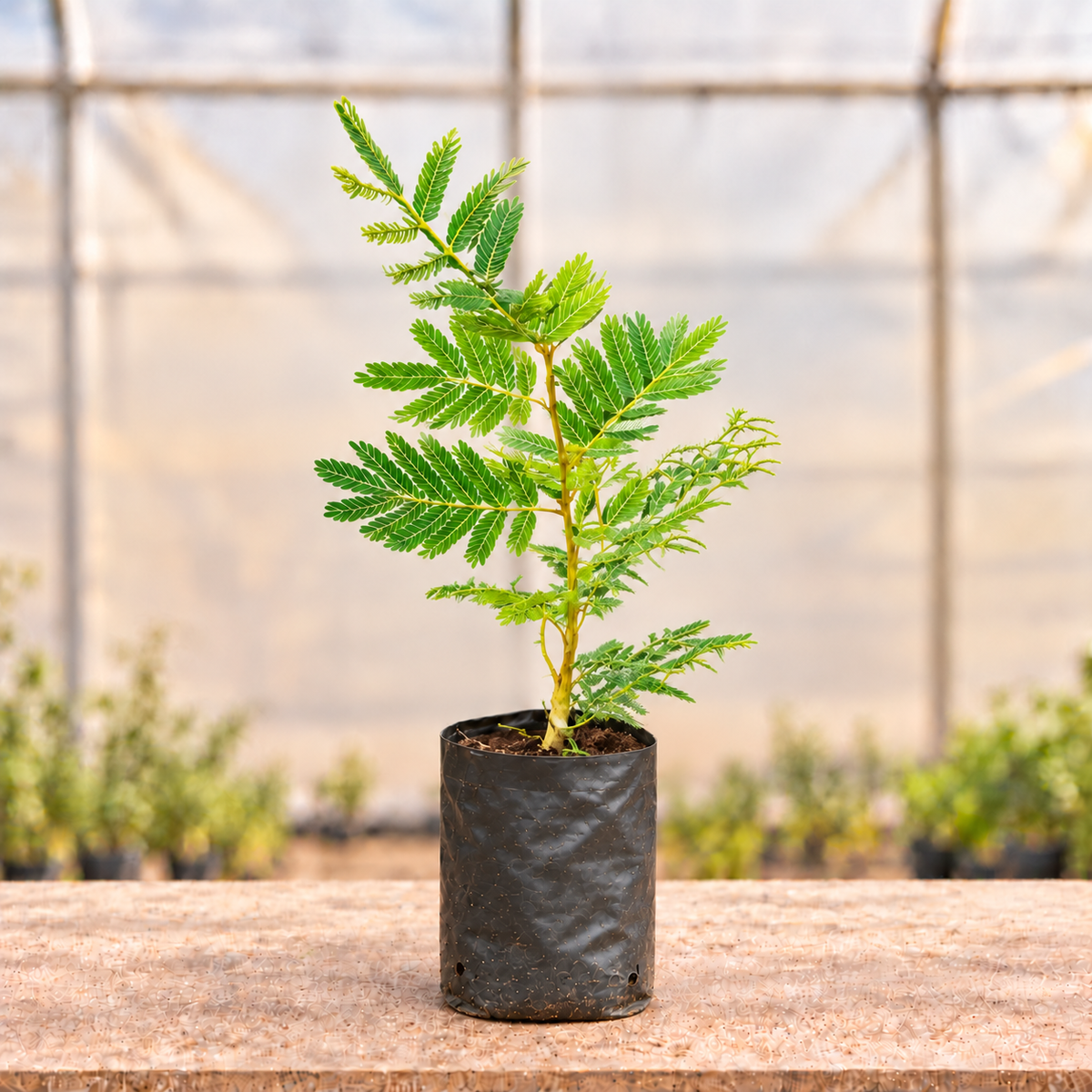 Shami plant alternate view in nursery grow bag with light polyhouse background