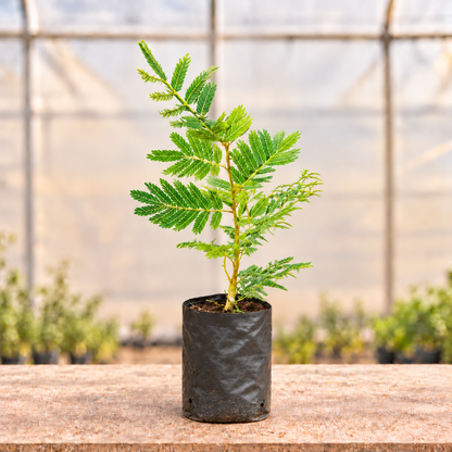 Shami plant alternate view in nursery grow bag with light polyhouse background