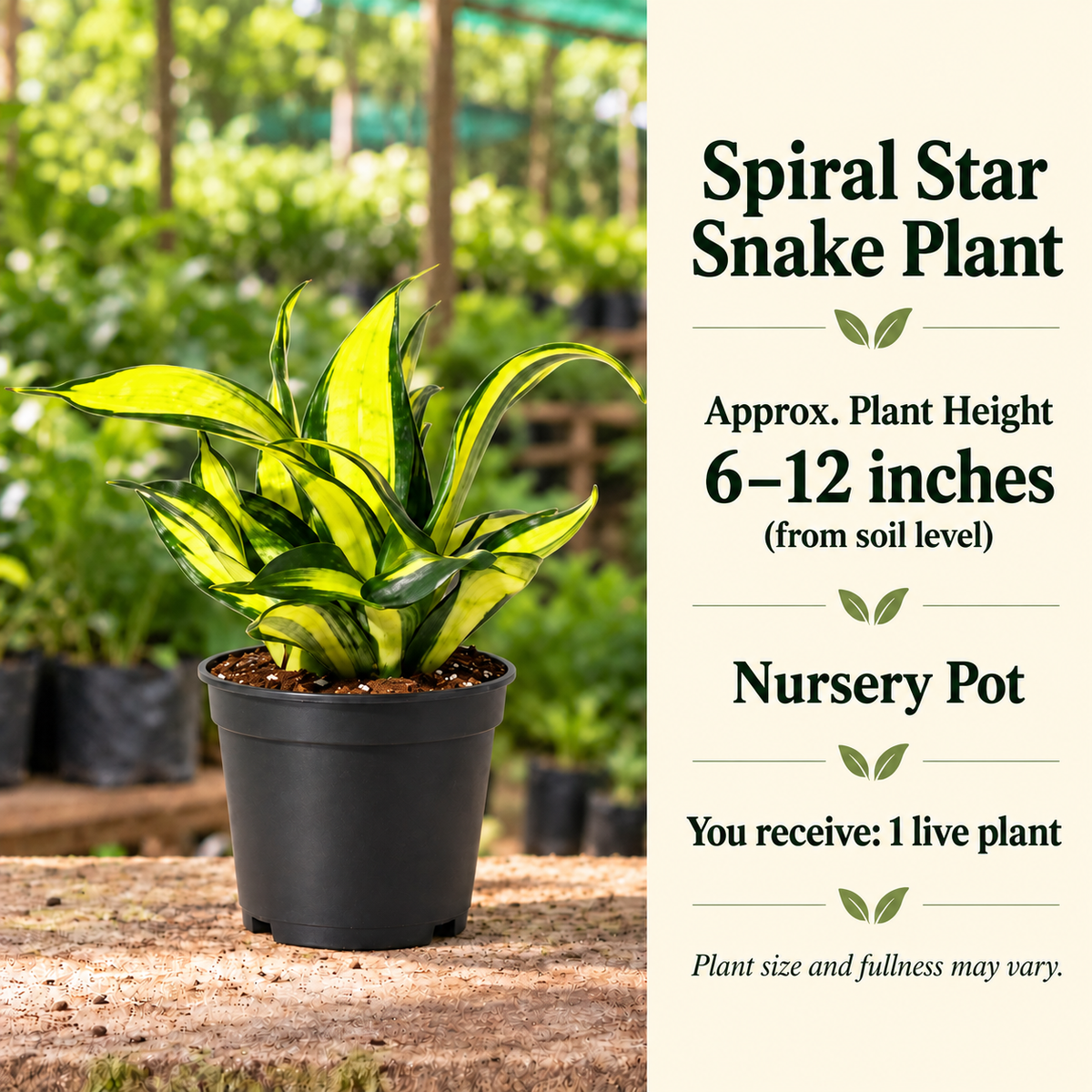 Spiral Star Snake Plant size-guide in nursery setting