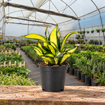 Spiral Star Snake Plant in nursery pot — Indian polyhouse nursery view
