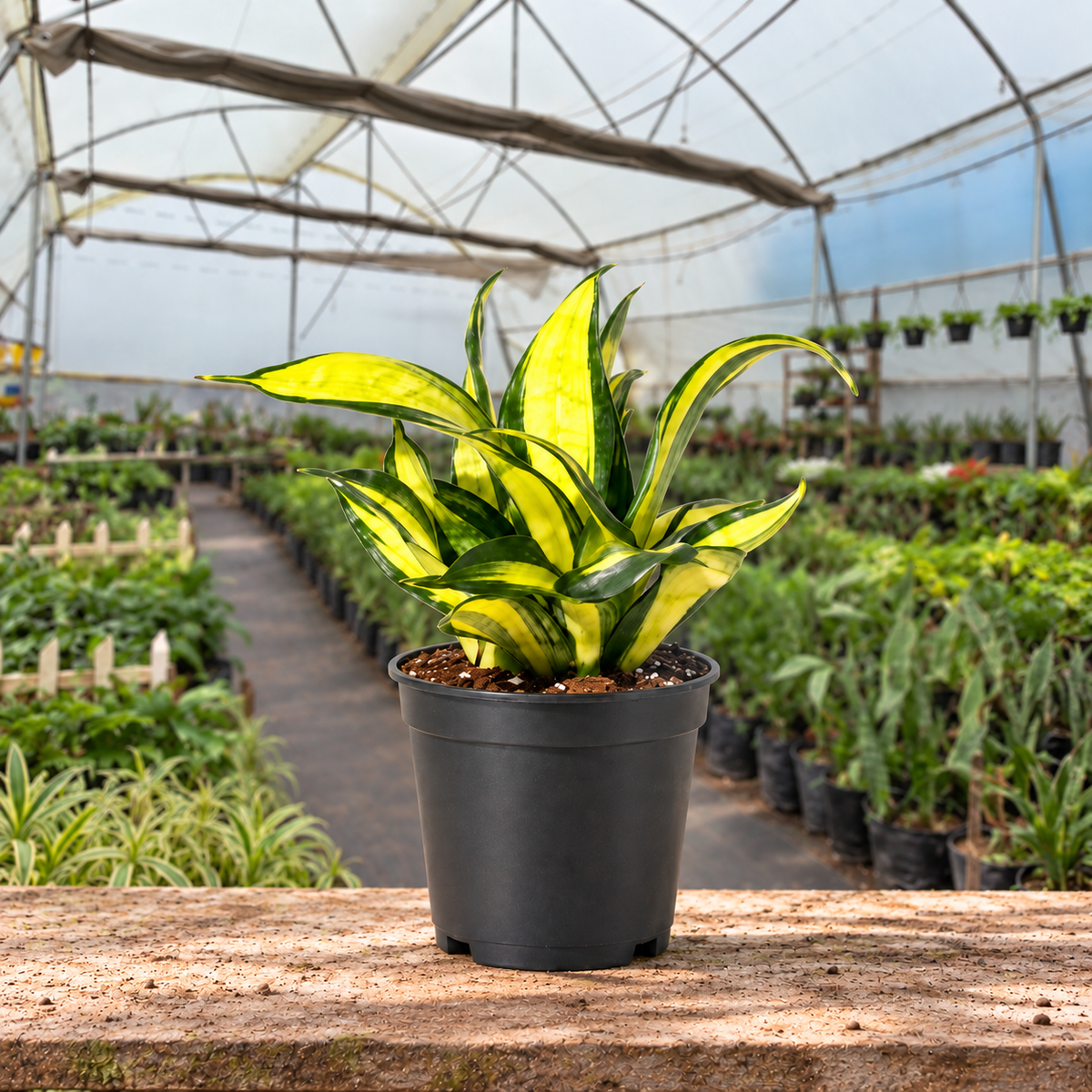 Spiral Star Snake Plant in nursery pot — Indian polyhouse nursery view