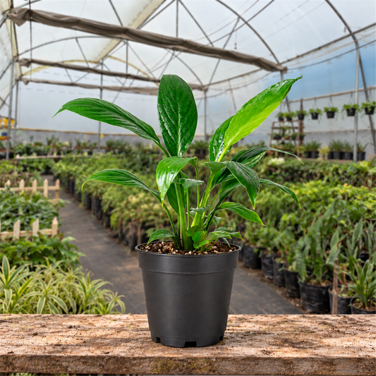 Peace Lily Plant in a black nursery pot on a slab inside a polyhouse