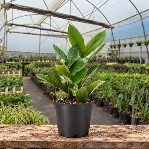 ZZ Plant in a black nursery pot in a polyhouse