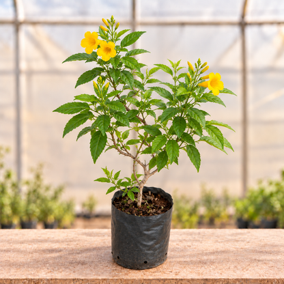 Tecoma Yellow Plant with sparse yellow flowers in black nursery grow bag, alternate view